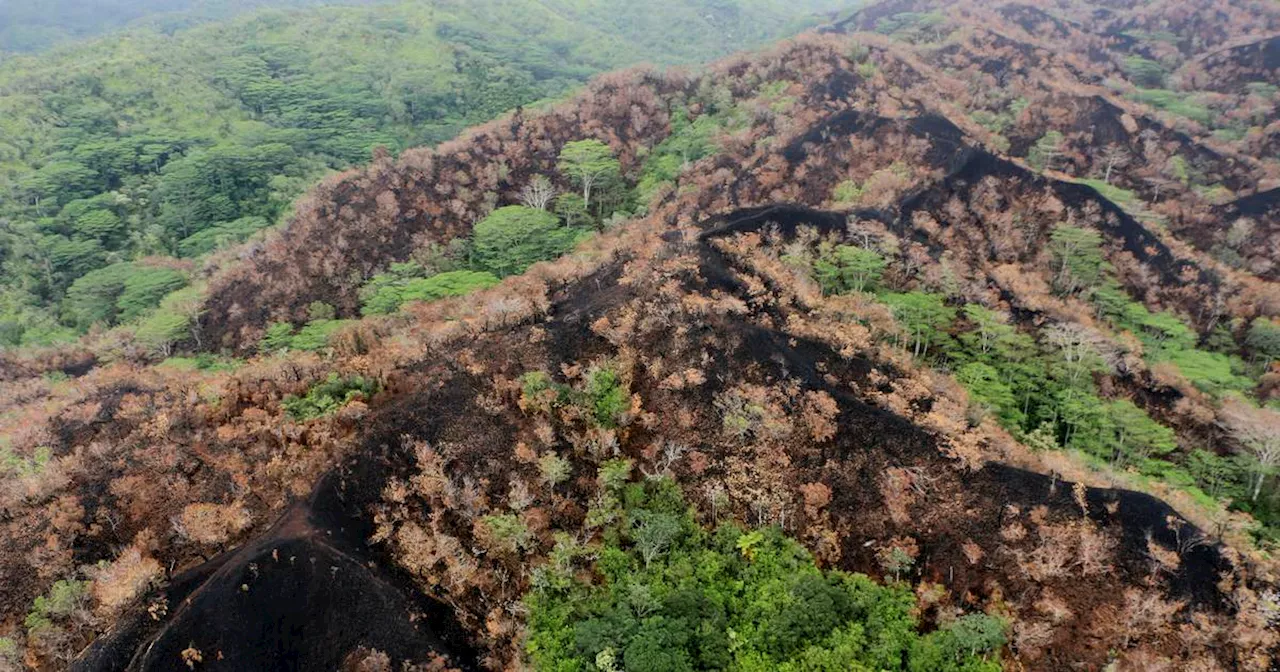 Wildfire in Hawaii Rainforest Highlights Impact of Climate Change