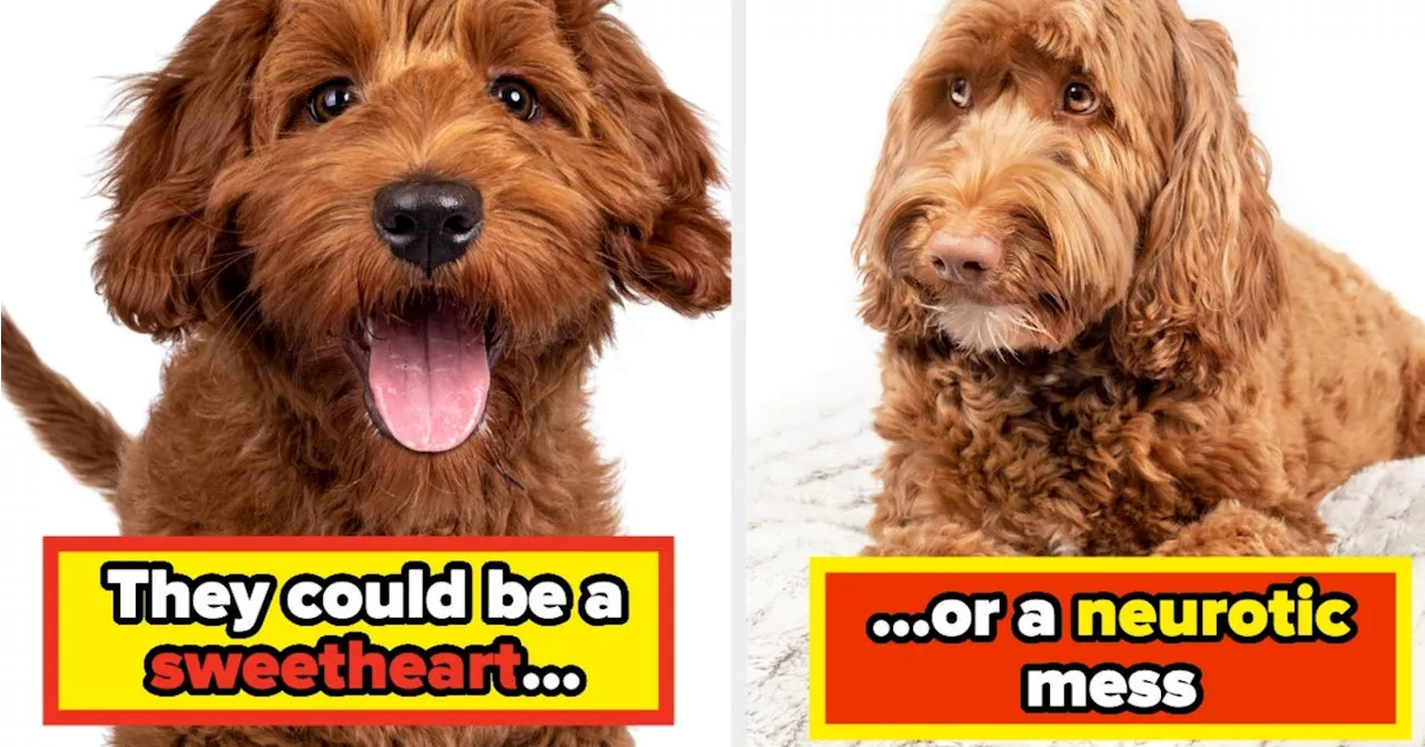 Professionals Share the Dog Breeds They Would Never Own as Pets