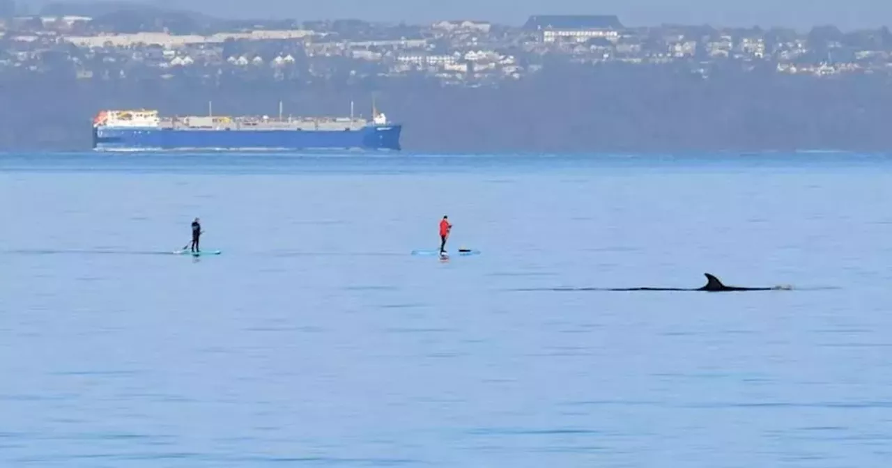 Shocked Scots residents spot rare whale swimming next to paddleboarders