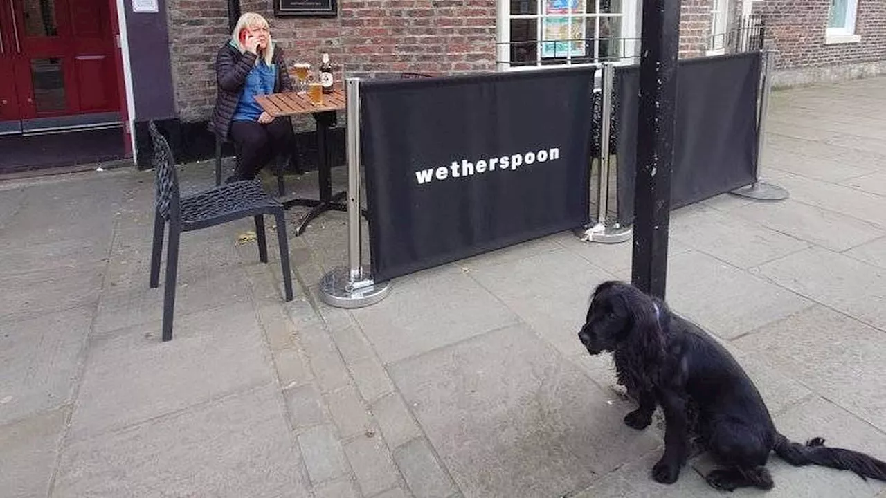 Moment 'lonely' cockapoo Harley was forced to sit by himself on the roadside near Wetherspoon......