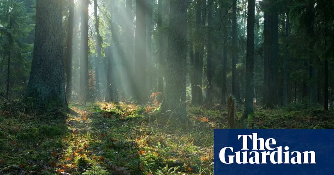 Forest Conservation and Restoration Could Help Tackle Climate Crisis