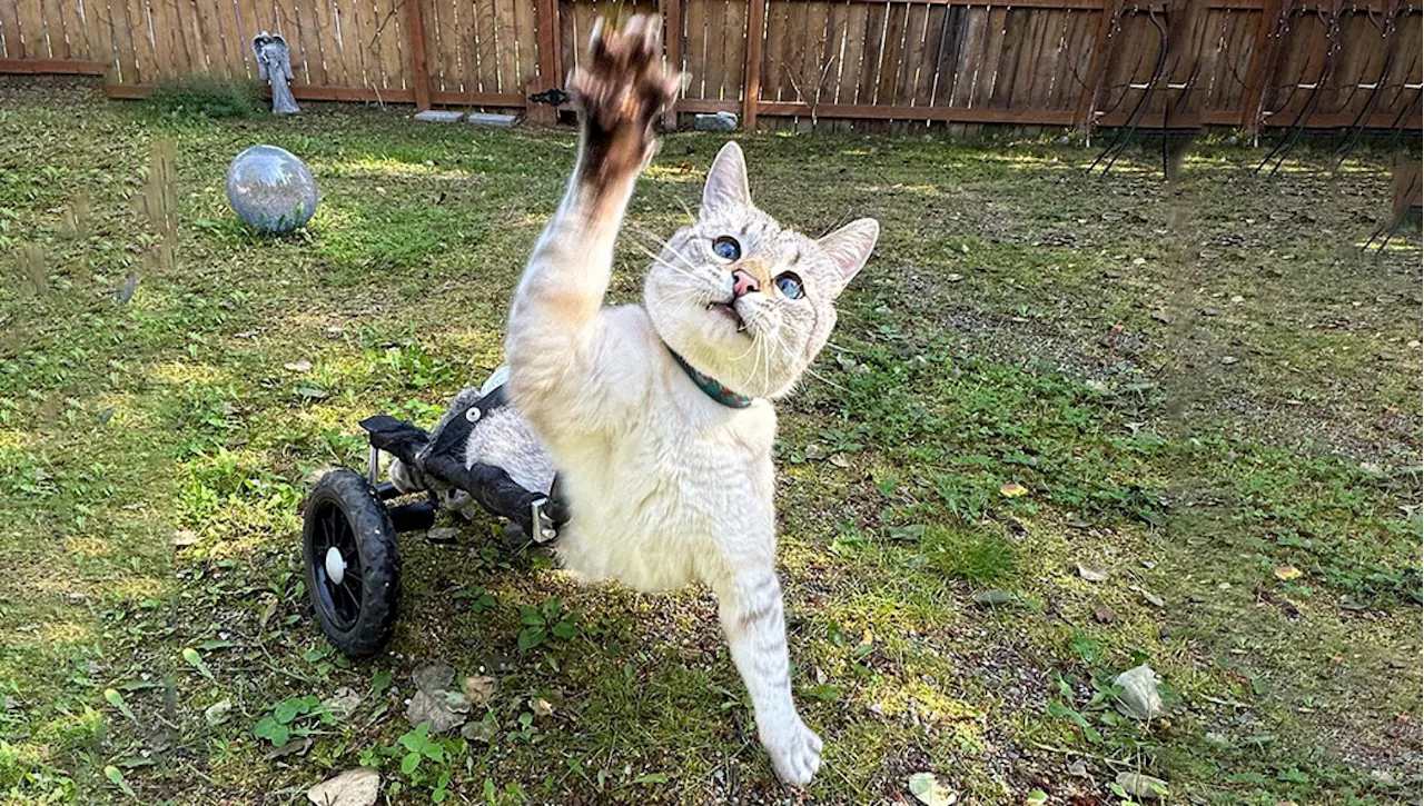 La storia del 'gatto guerriero' Harpur abbandonato dalla madre che corre grazie a due rotelle speciali