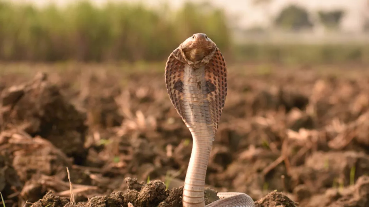 The World's 10 Most Venomous Snakes