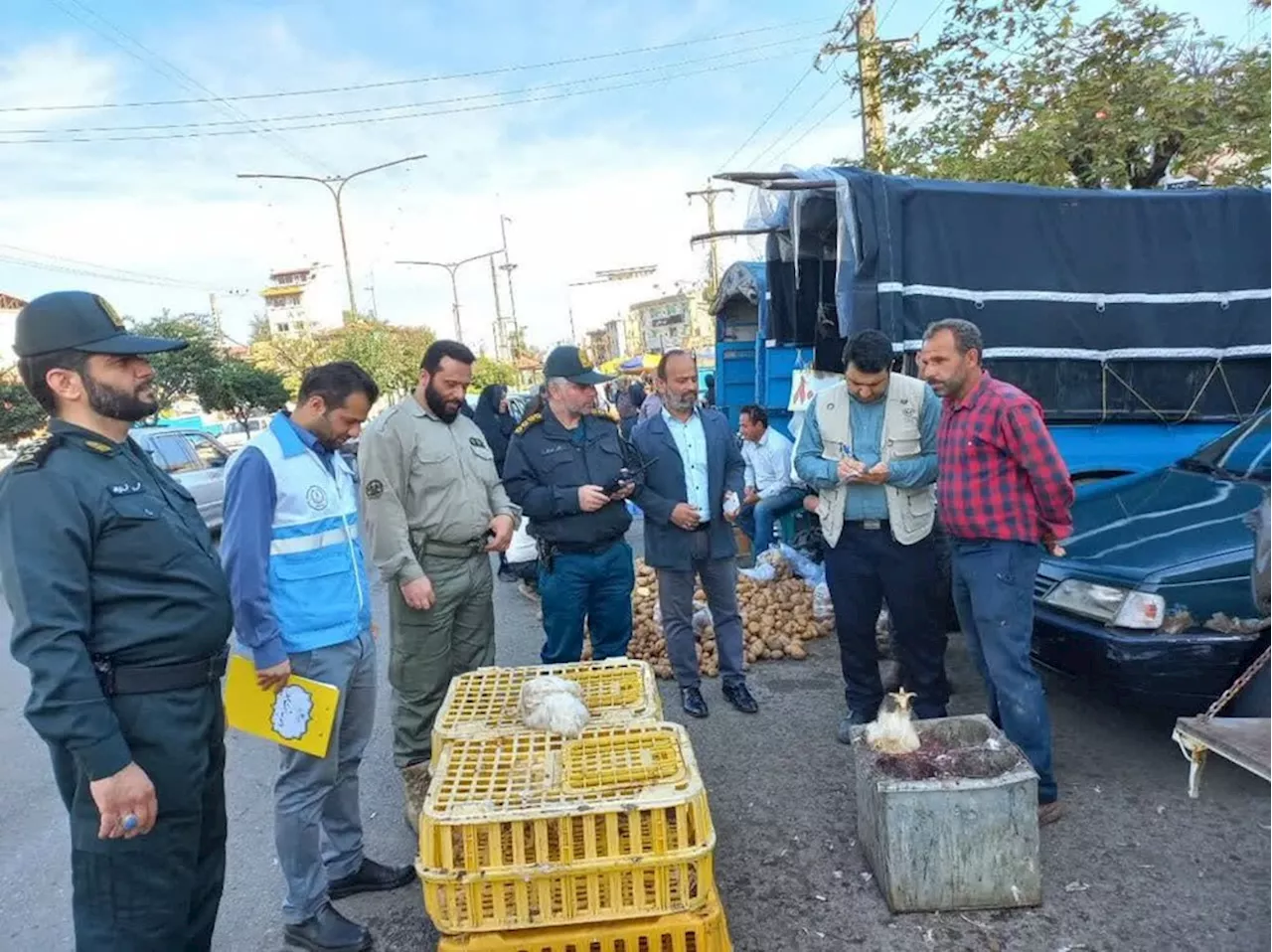 آنفلوانزای پرندگان در کمین بازارهای محلی شفت/ شکارچی متخلف 'پیغو' در دام قانون