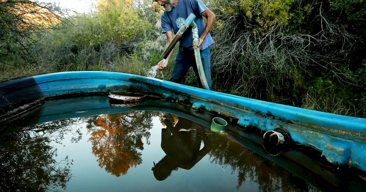 Residents in Cuyama Valley Call for Carrot Boycott Amid Water Dispute