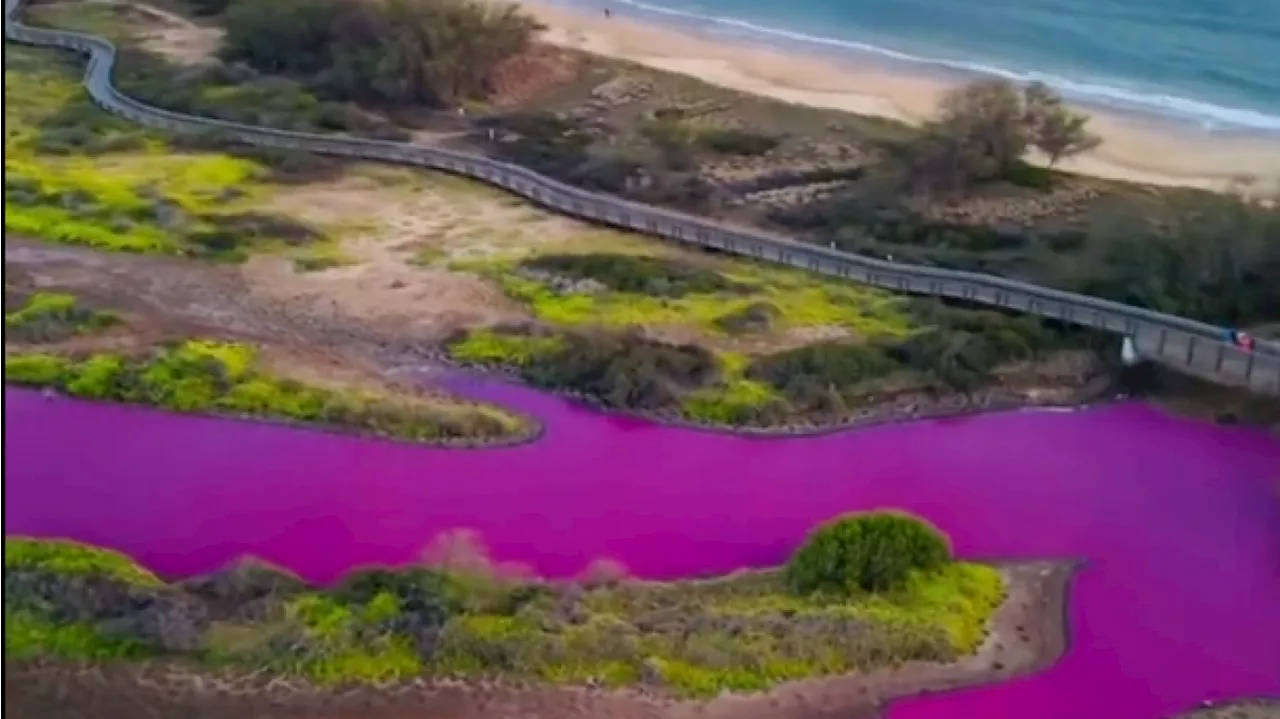 À Hawaï, pourquoi l’eau de l’étang de Kealia a viré au rose?