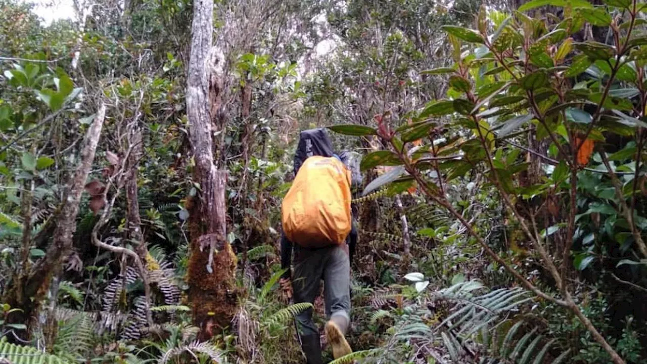 6 Fakta Menarik Gunung Pantai Cermin di Sumatera Barat yang Ada Tumbuhan Unik Kantong Semar