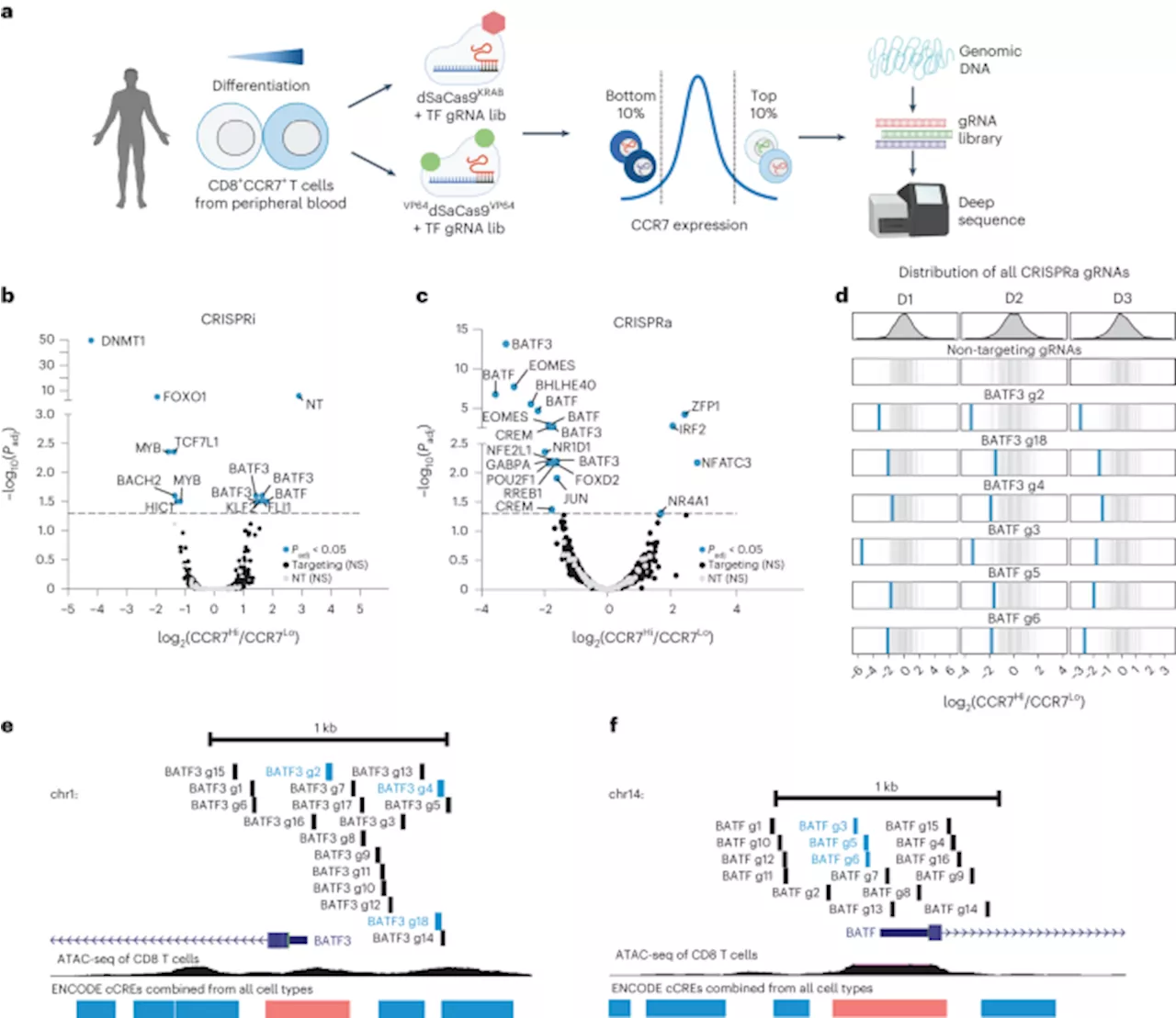 Discovery of BATF3 as a regulator of T cell gene networks improves adoptive T cell therapy