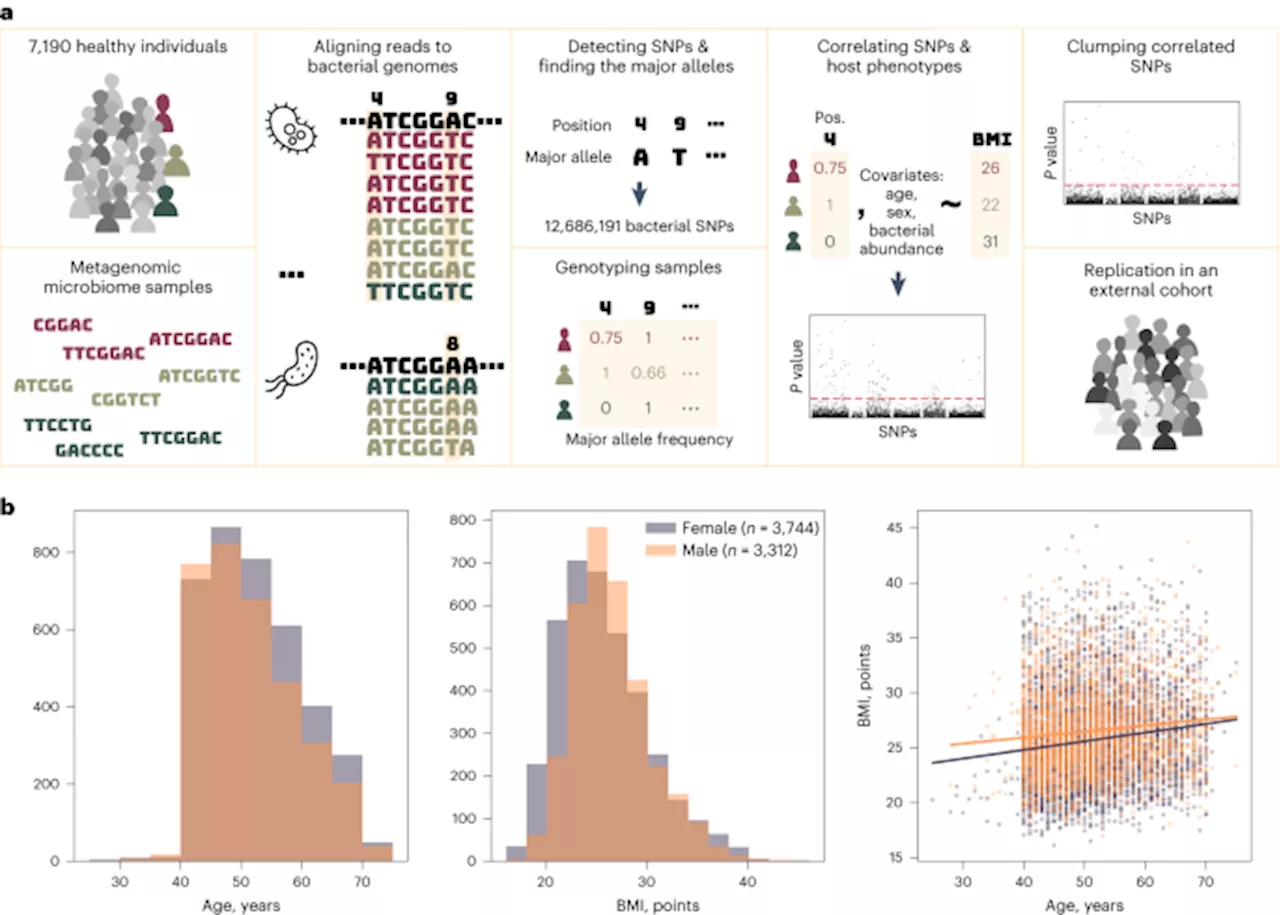 Genome-wide association study identifies bacterial SNPs associated with host body mass index