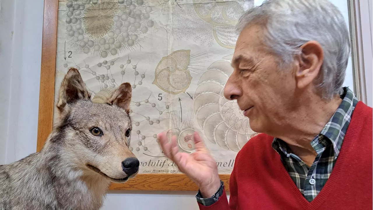 Luigi Boitani, il signore dei lupi: “Se ululo mi seguono. Ci fanno paura ma siamo come loro”