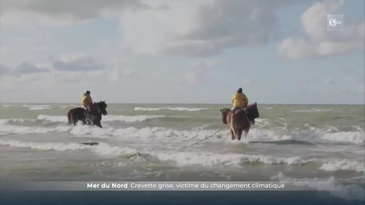 Mer du Nord : les pêcheurs à cheval témoins du réchauffement climatique