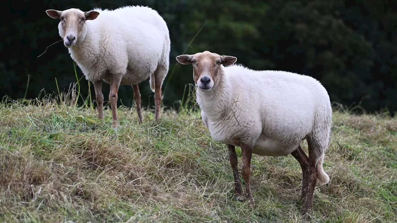 270 besmettingen van blauwtongvirus in Drenthe, vooral Ruinerwold en Beilen getroffen