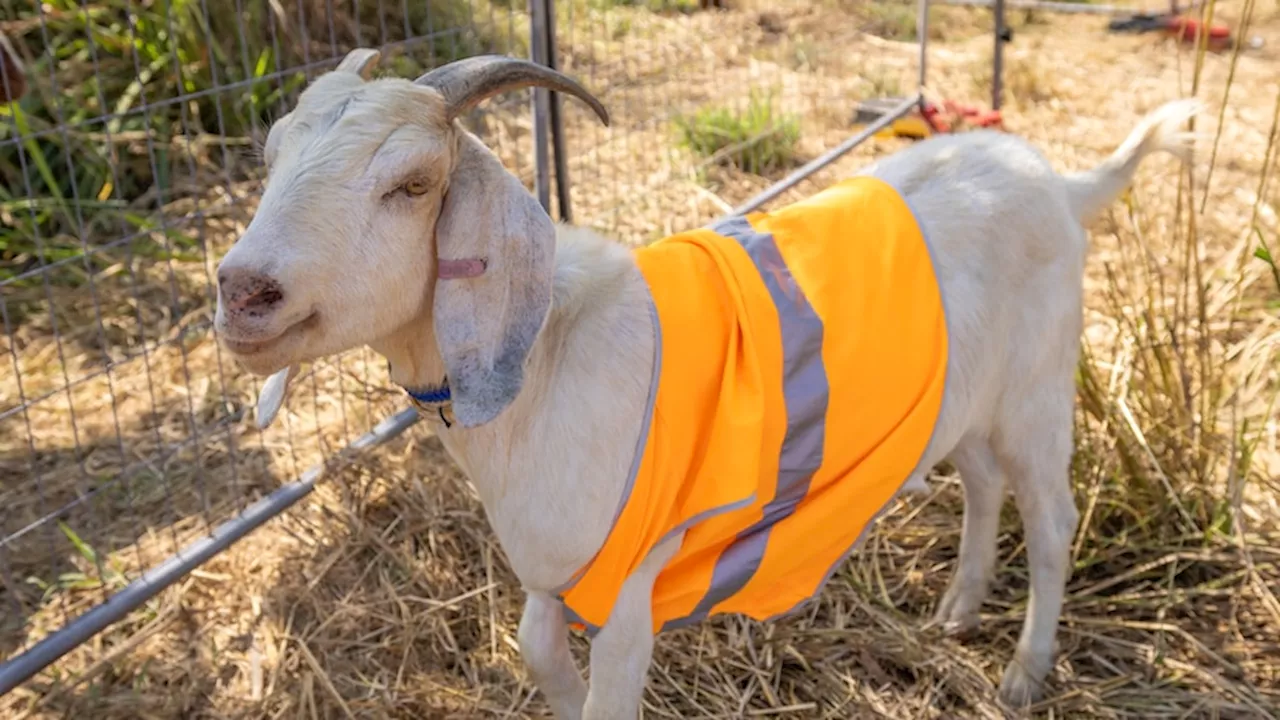 Goats 'annihilate' weeds posing fire risk in inaccessible terrain