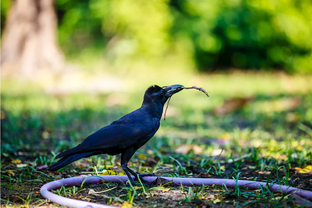 Crows: The Human-like Birds