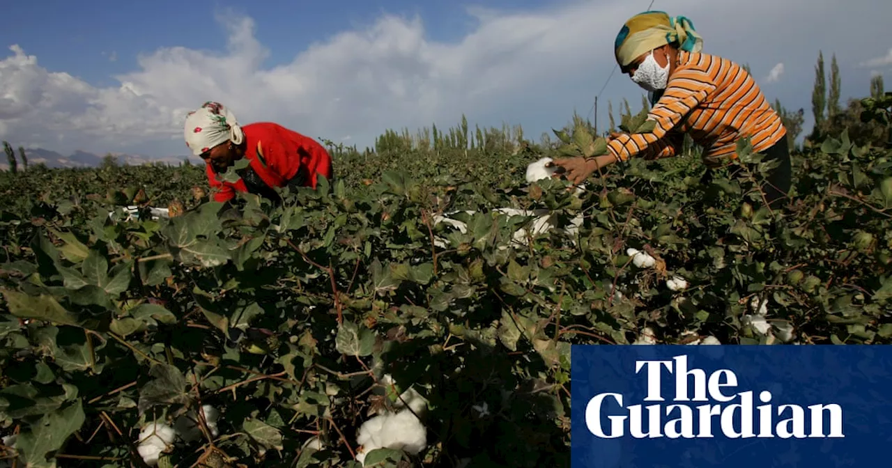 Companies buying carbon credits linked to potential Uyghur forced labour