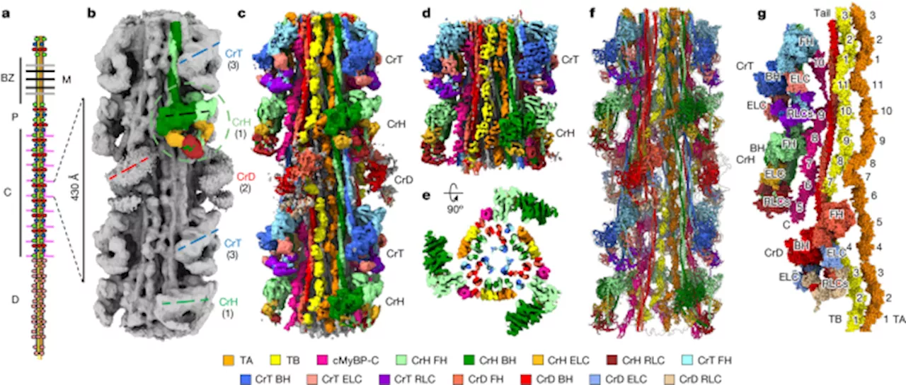 Structure of Human Cardiac Filament Revealed