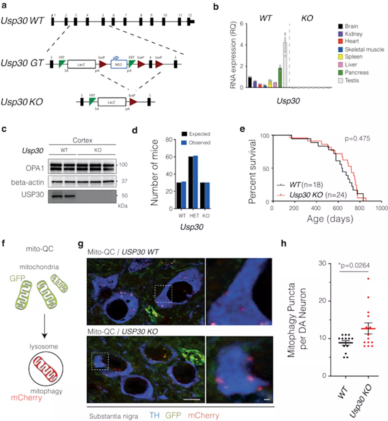 USP30 Inhibition as a Potential Therapy for Parkinson's Disease