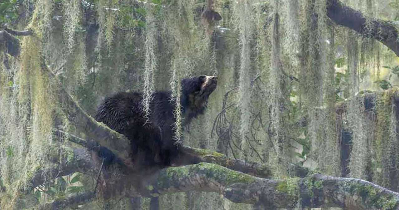 Canadian Photographer Wins Nature Photography Competition with Stunning Image of Spectacled Bear