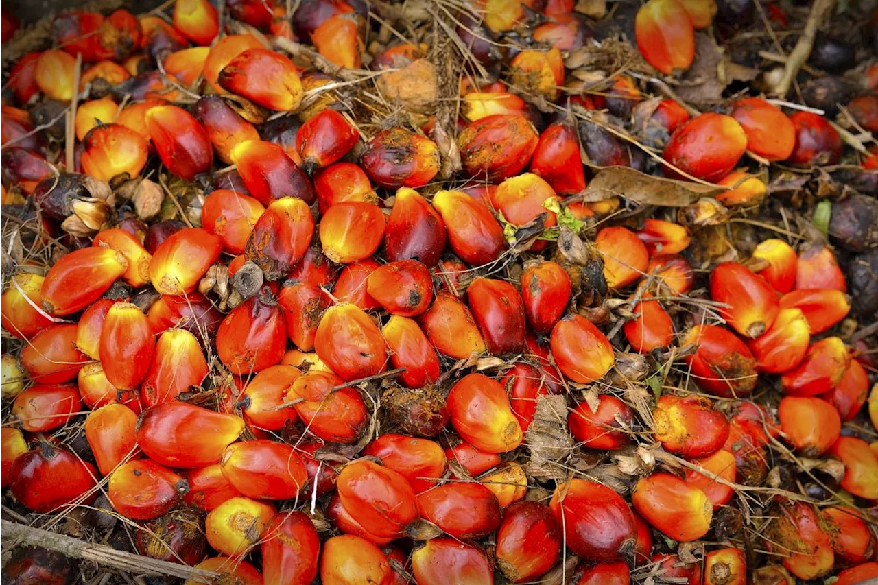 Malaysia to increase palm oil-based value-added products for export to Muslim regions in China