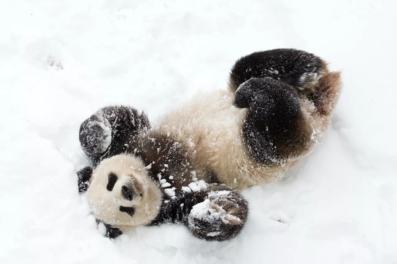 Cute Moments from Washington's Giant Pandas