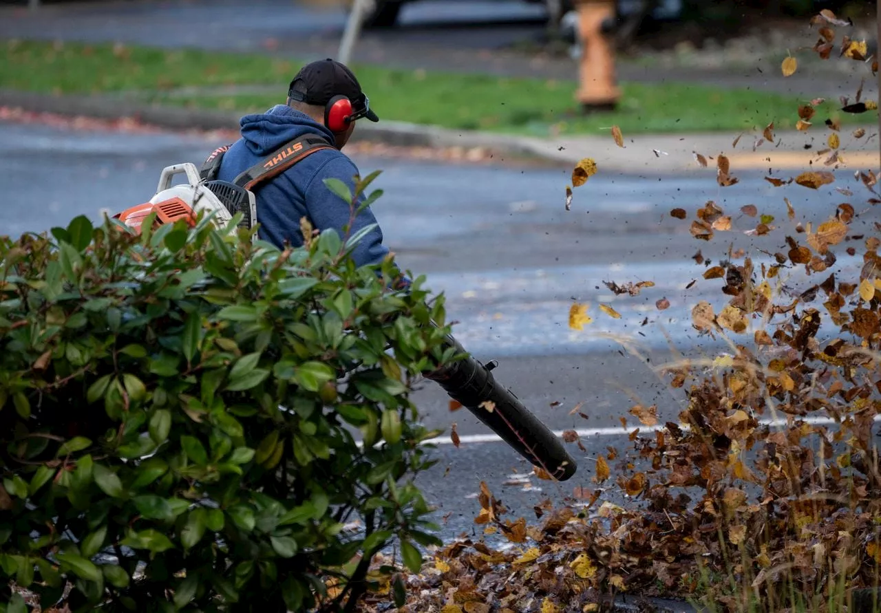 Concerns over Gas-Powered Leaf Blowers