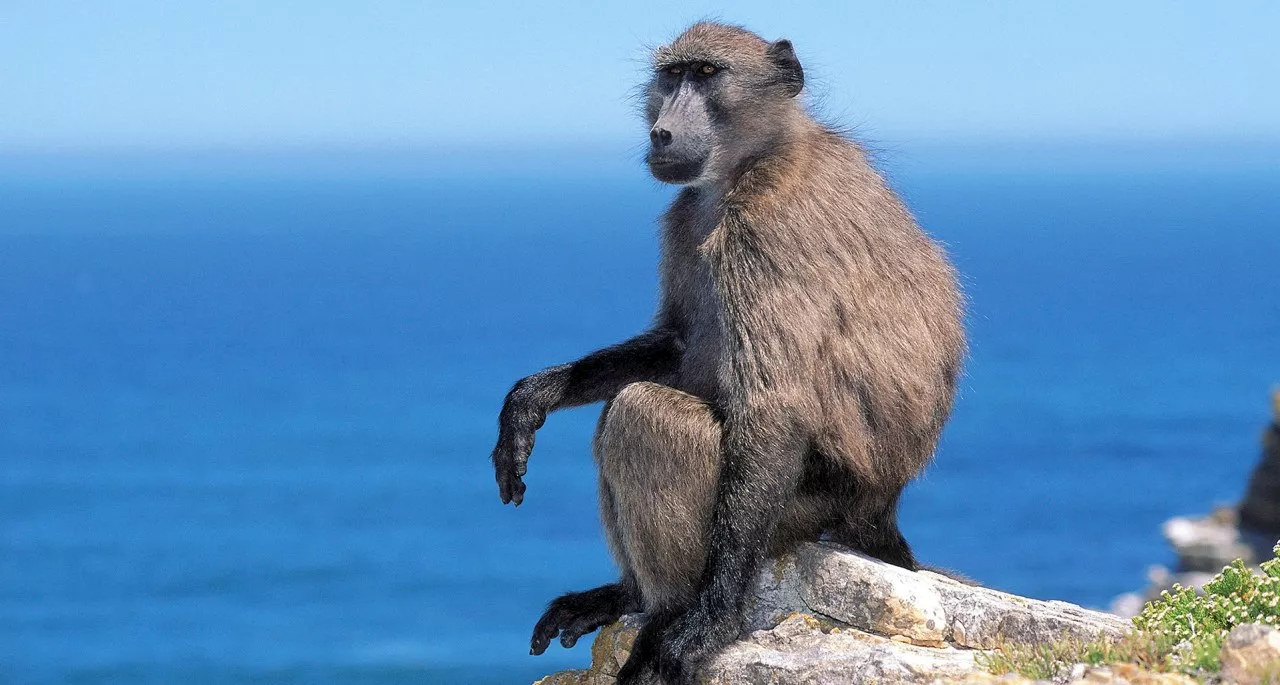 Residents' Opinions on Baboon Management in Cape Town