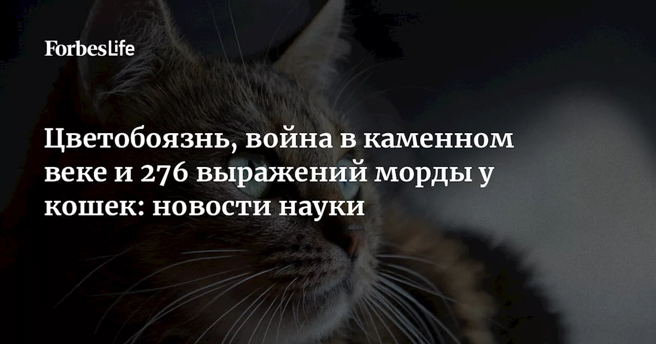 Цветобоязнь, война в каменном веке и 276 выражений морды у кошек: новости науки