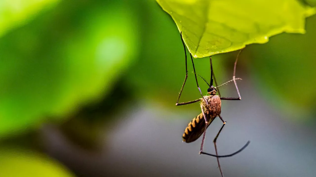 Alert, Ada Risiko Mutasi Virus Akibat Penyebaran Nyamuk Wolbachia