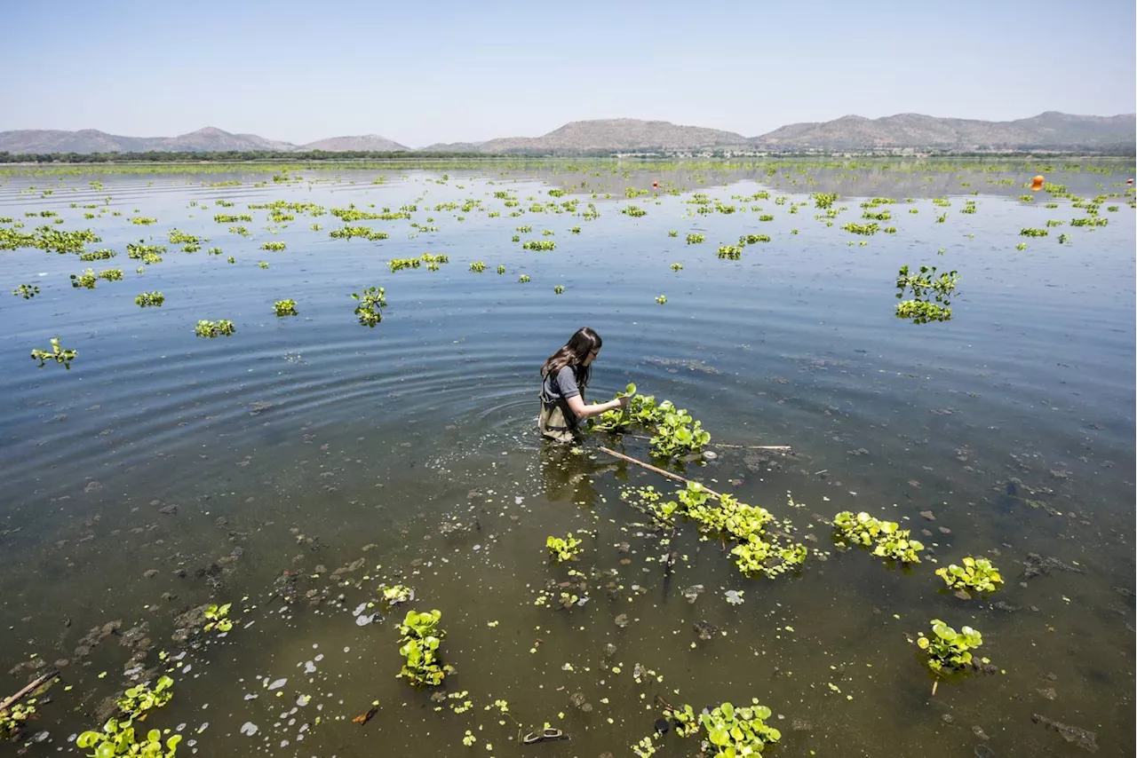 Water Hyacinth Infestation in Hartbeespoort Dam Being Tackled with Biological Control