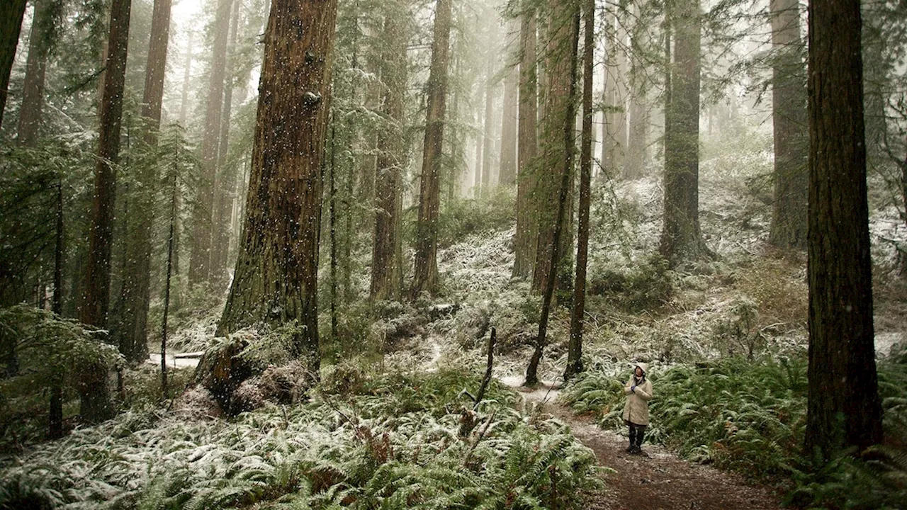 The Legend of Paul Bunyan: Exploring America's Last Wild Places