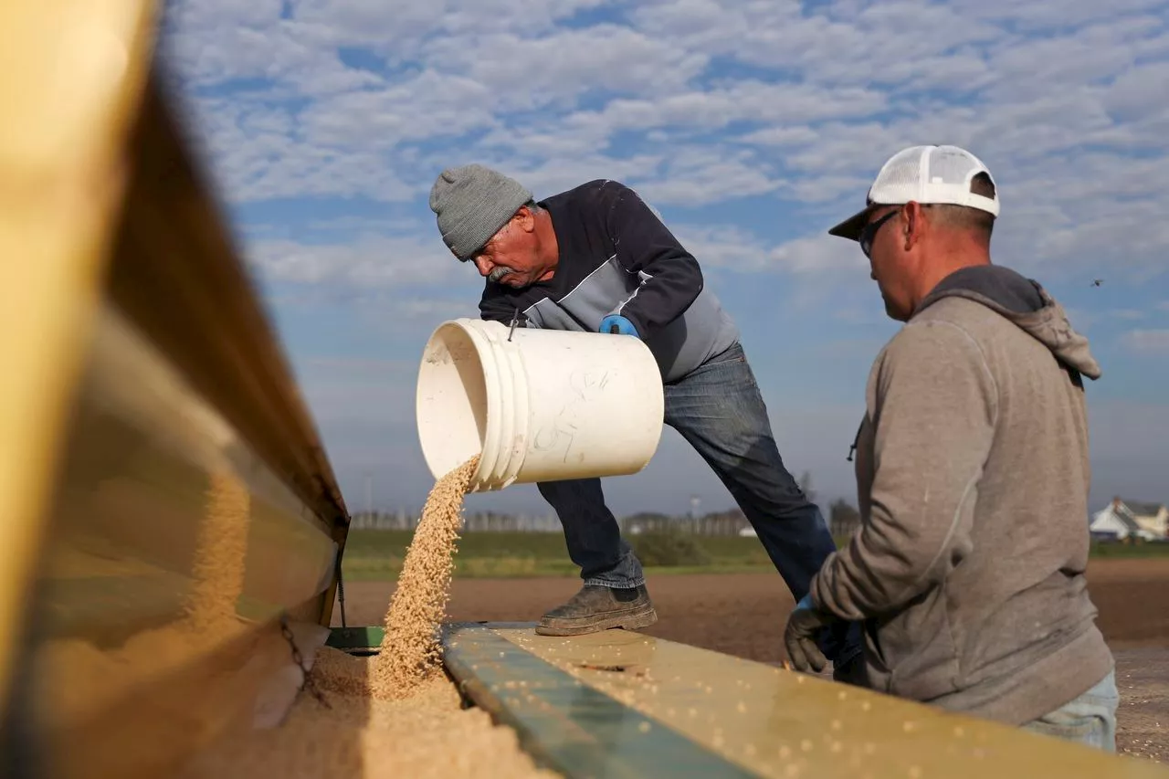 Oregon hops farmer explores new strategies to sustain beer production