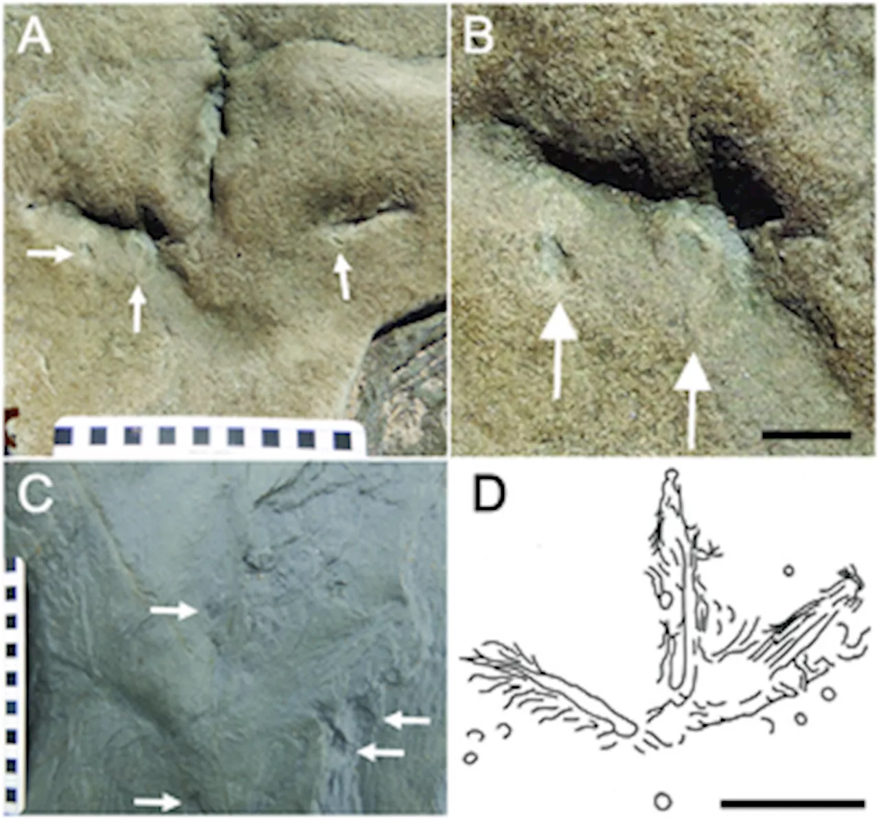 Earliest known Gondwanan bird tracks discovered in Australia