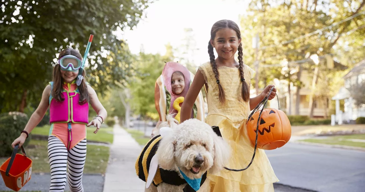 The Changing Face of Halloween: From DIY to Store-Bought