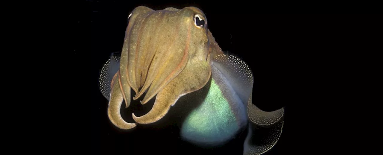 Cuttlefish Show Cognitive Abilities in Marshmallow Test