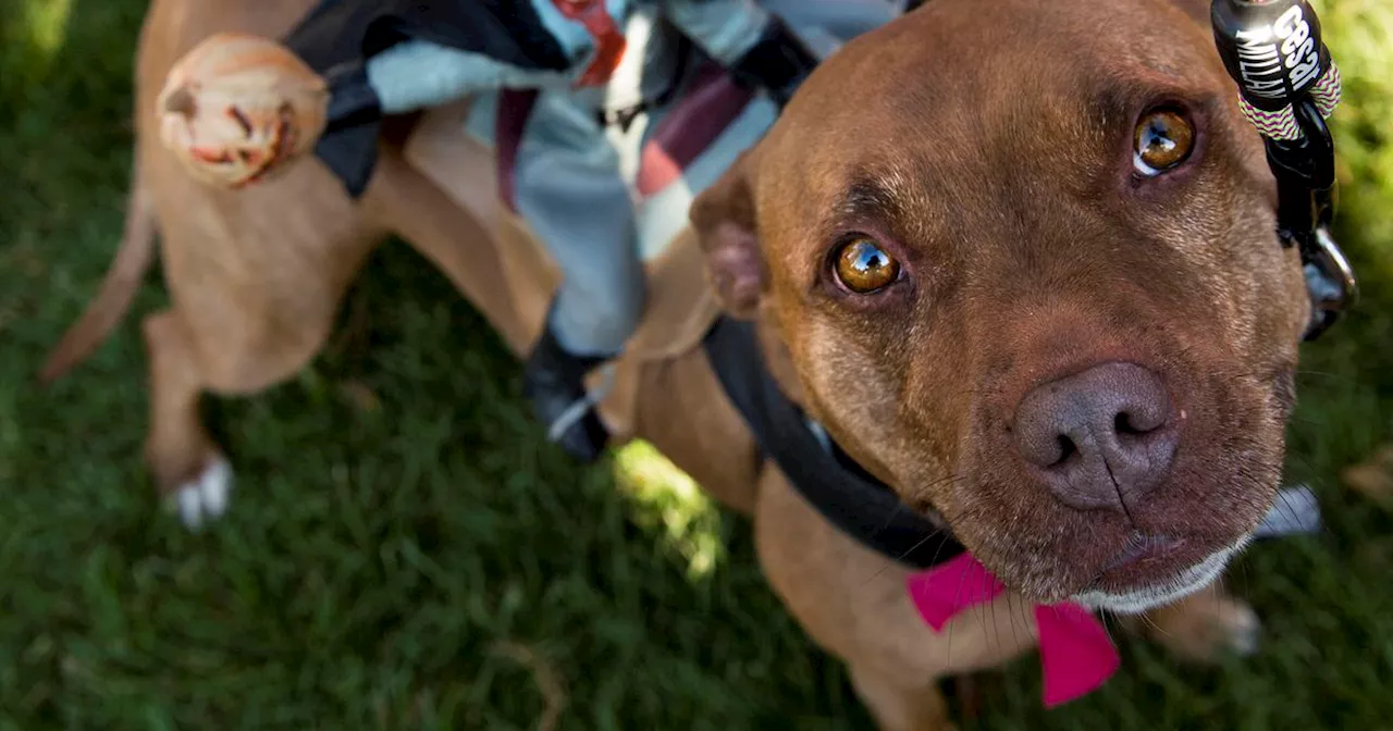 The Myths and Misconceptions Surrounding Pit Bulls