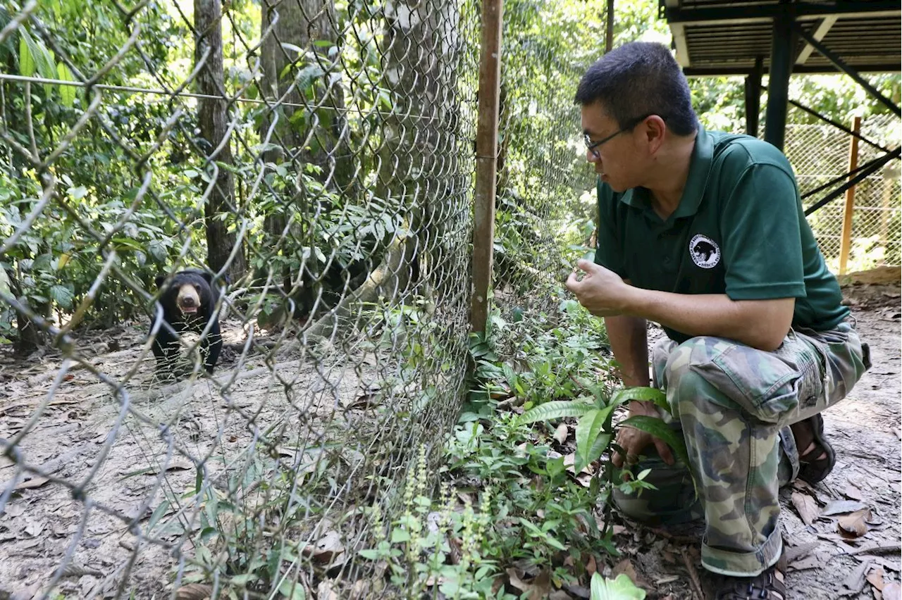 Pioneering Studies on Bornean Sun Bears