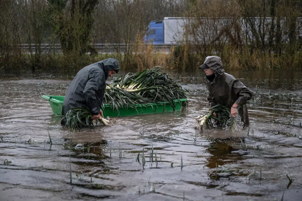 Vidéo. Inondations en Charente-Maritime : ils récoltent leurs poireaux… en barque