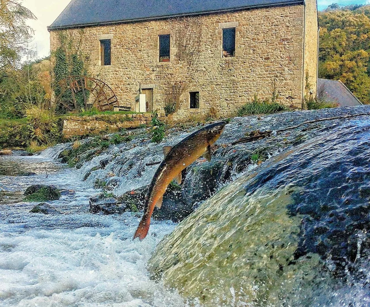 Disparition des saumons dans la rivière Trieux