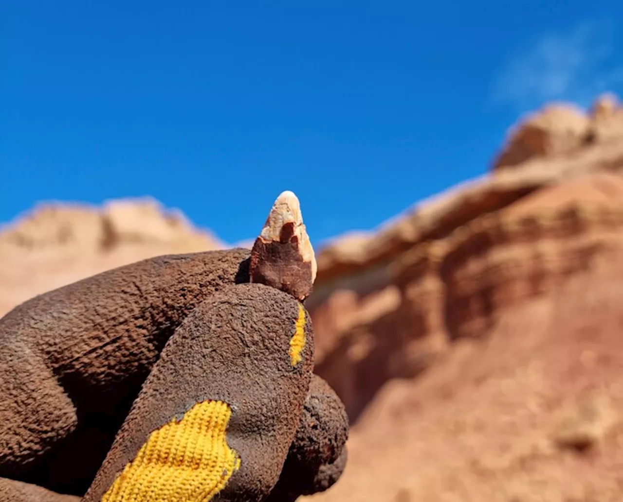 Inizia la spedizione italiana in Marocco per recuperare lo scheletro di un dinosauro