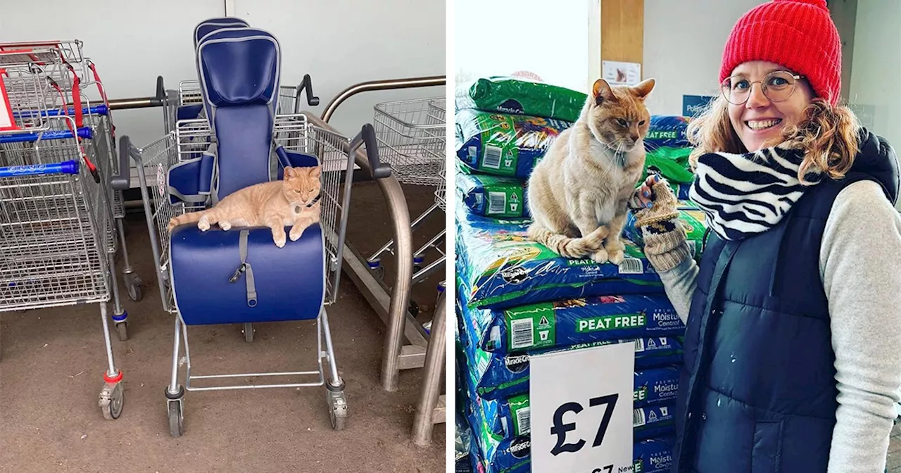 Adorable Feline Greeter Banned from Tesco