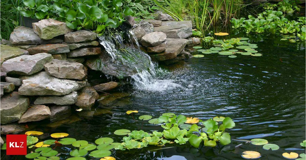 Was Gärtner im November wissen müssen:Muss ich die Fische vor dem Winter aus dem Gartenteich holen?