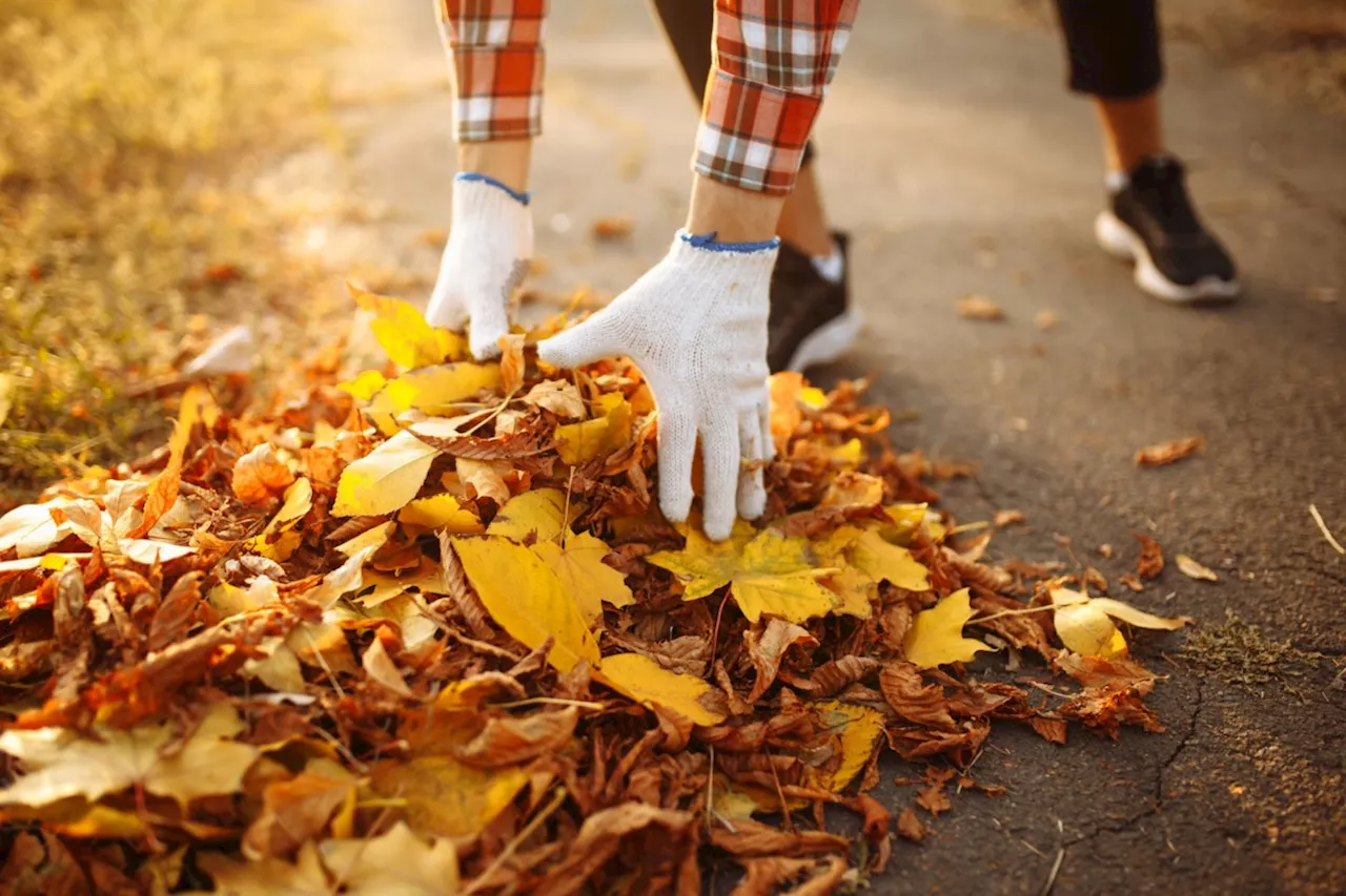 Leave the Leaves: How Fallen Tree Leaves Benefit Wildlife in Winter