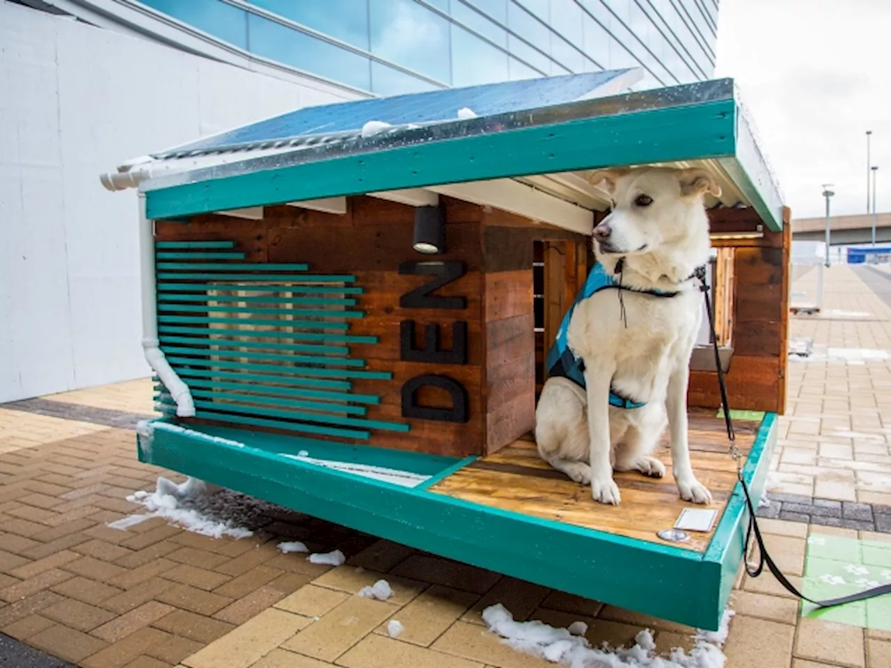 Real Estate Agent Builds Mini Mansion for Dog