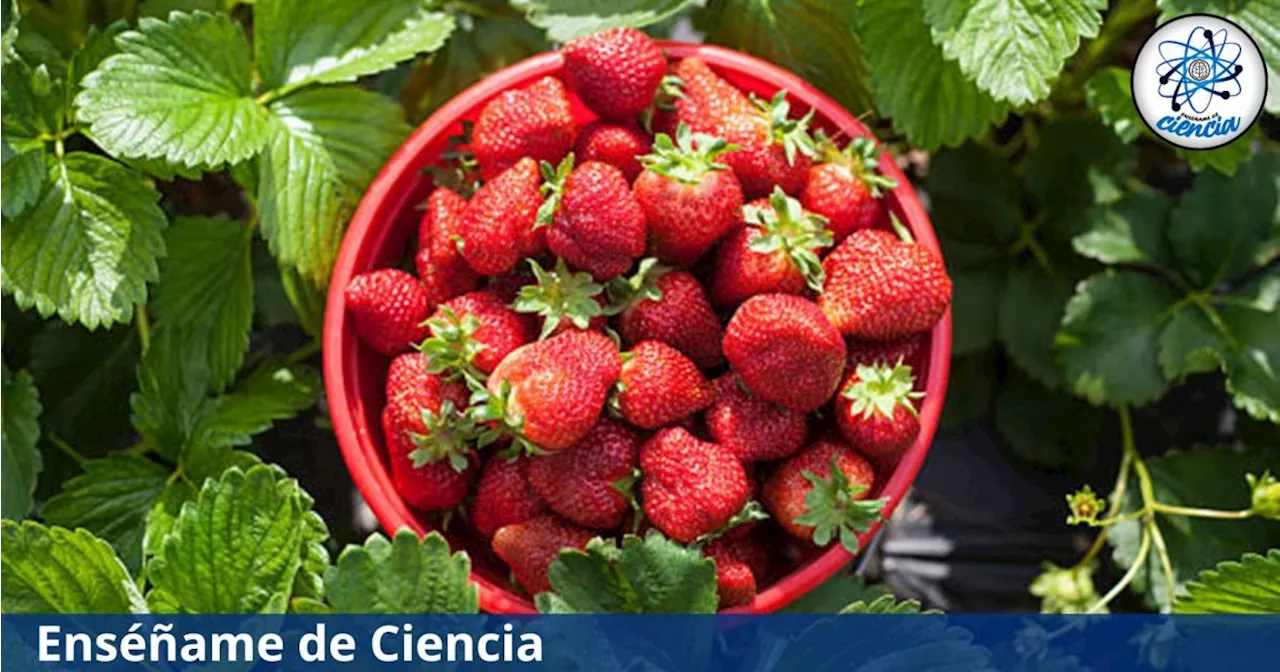 Cuidados para obtener las mejores fresas