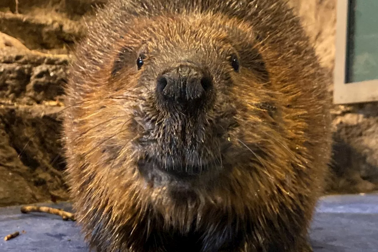 Science North to Relocate Beaver Ambassador Kash