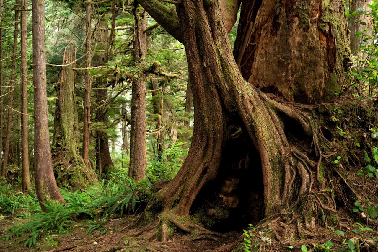 Forests in Canada's National Parks Store Large Amounts of Carbon, Report Shows