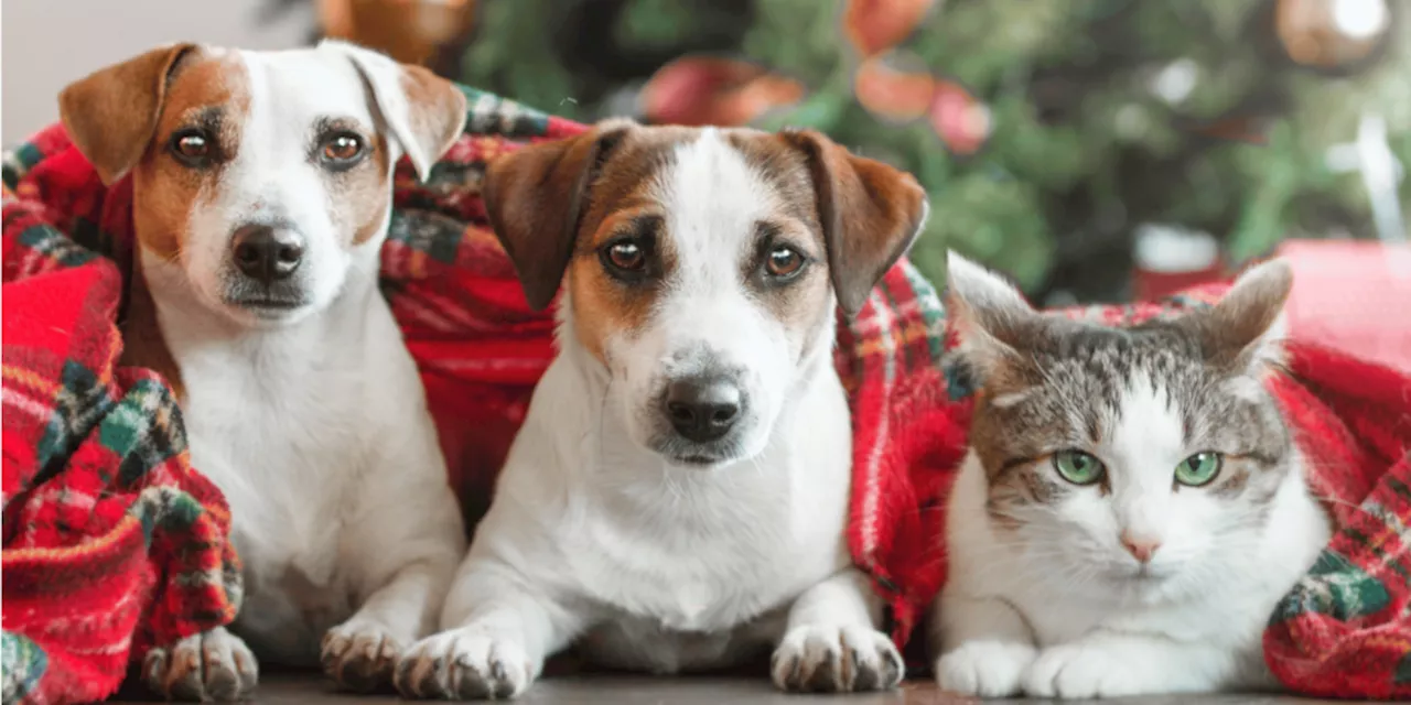 Celebrate Christmas with Your Pets: Gift Ideas and Safety Tips