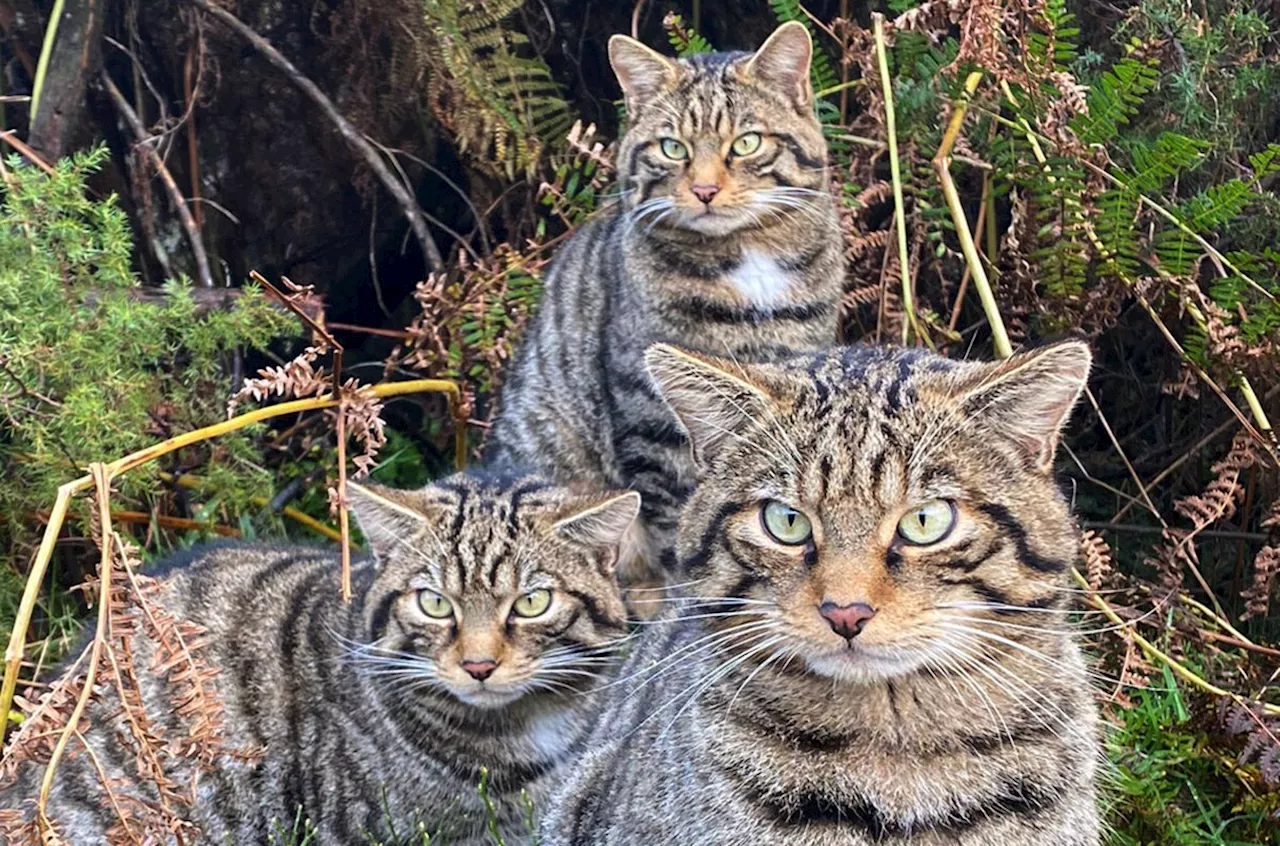 Kilton Castle Reveals Ancient Cats and the Decline of the Scottish Wildcat