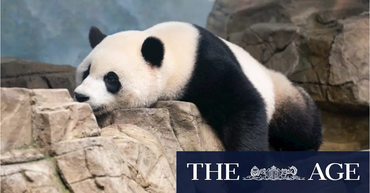 Xi Jinping signals possibility of sending new pandas to the US