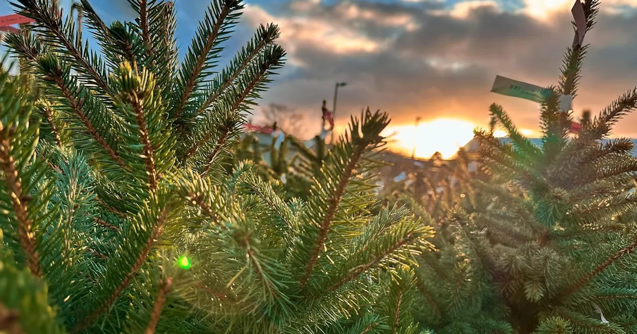 Get Ready for Your Cat's Christmas Tree Adventures